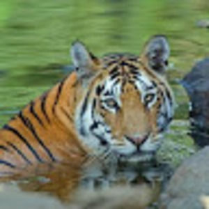 Meet your Posher, Josue